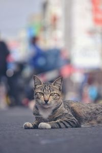 Portrait of cat relaxing on city