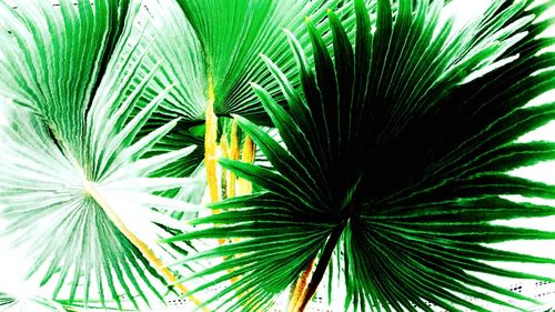 Close-up of palm tree