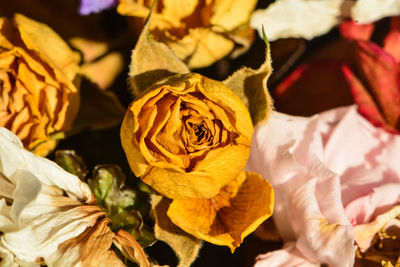 Close-up of yellow roses