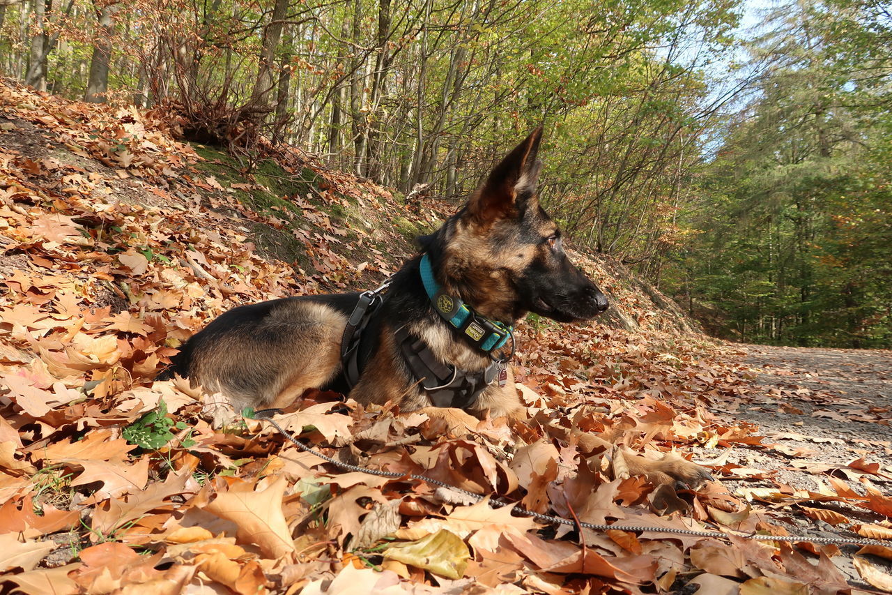 HIGH ANGLE VIEW OF A DOG IN AUTUMN