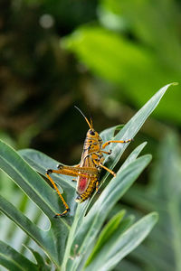 Close-up of insect on blade of grass