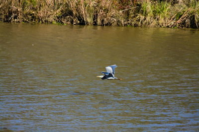 Seagull flying over lake