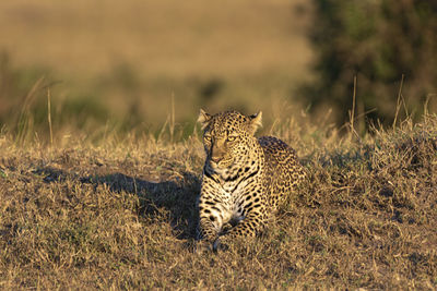 African leopard relaxing on a field