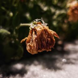 Close-up of wilted flower on snowy night