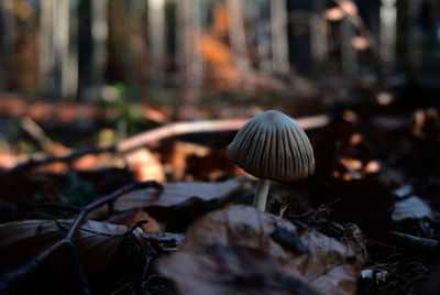 Close-up of mushroom growing on field