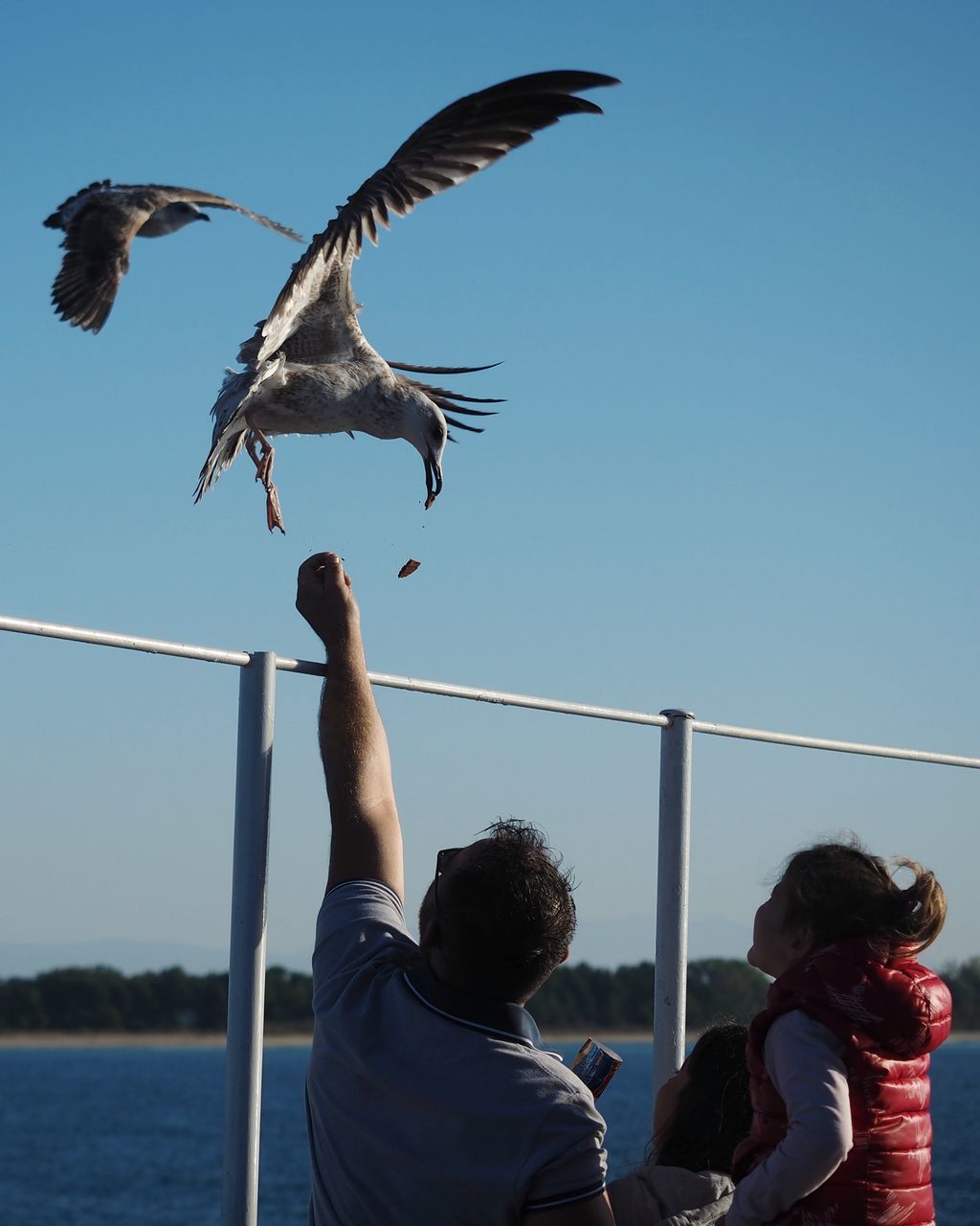 LOW ANGLE VIEW OF SEAGULL FLYING AGAINST SKY