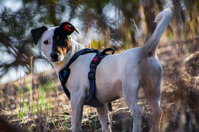 Dog standing in a field