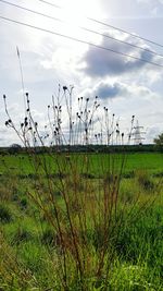 Scenic view of farm against sky