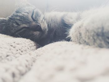 Close-up of cat sleeping