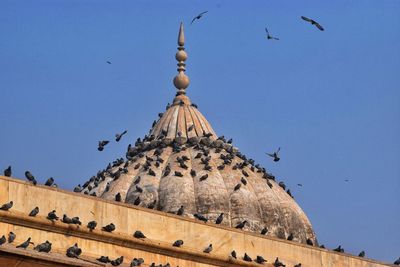 Low angle view of birds flying against blue sky