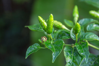 Close-up of fresh green plant