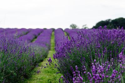 Lavenders growing on field