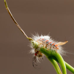 Close-up of an insect on a plant