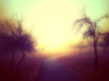 Road passing through forest