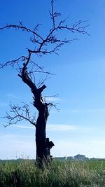 Trees on grassy field against blue sky