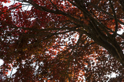 Low angle view of tree in autumn