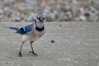 Close-up of bird perching on land