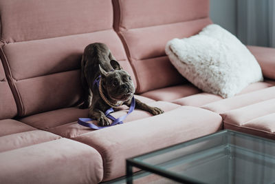 Funny little dog playing on the pink sofa, playful french bulldog with golden chain at home