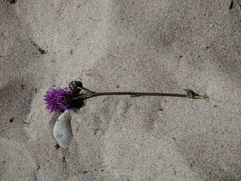 Close-up of purple flower