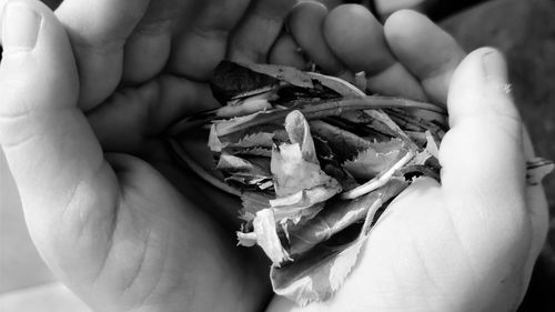 Close-up of hand holding leaf