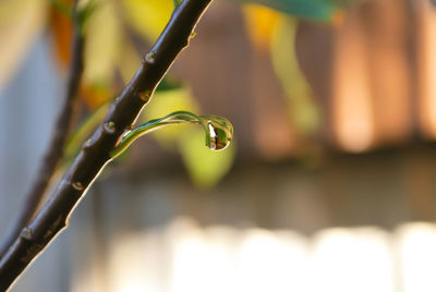 Close-up of water drops on plant