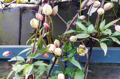 Close-up of flowers blooming on tree