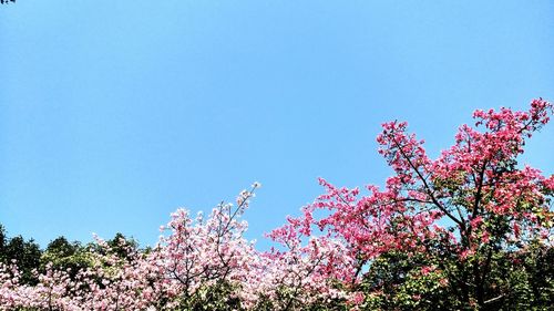 Low angle view of cherry blossoms against sky