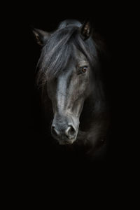 Close-up of horse standing against black background