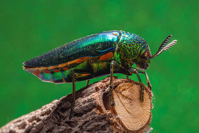 Close-up of insect