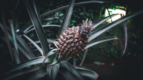 Close-up of pineapple on plant