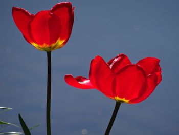 Close-up of red rose blooming against sky