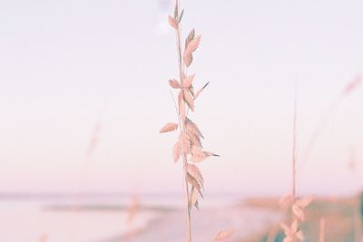Close-up of plant