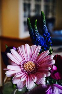 Close-up of purple flowers