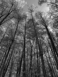 Low angle view of bamboo trees in forest