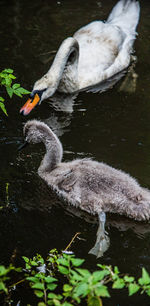 Swan swimming in lake