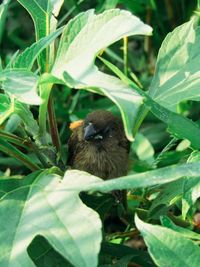 Close-up of bird perching on plant