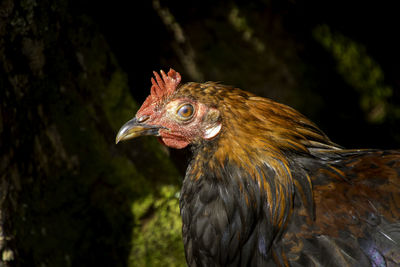 Close-up of rooster