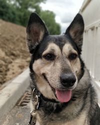 Close-up portrait of a dog