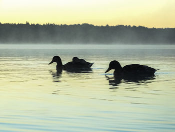 Silhouette ducks swimming in lake during foggy weather