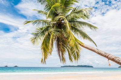 Palm tree by sea against sky