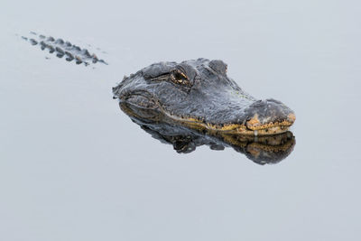 Crocodile swimming in lake