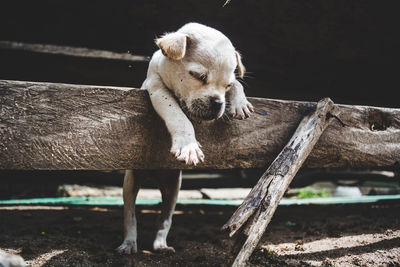 Puppy sleeping on wood