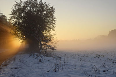 Trees on snowy landscape against sky during sunset