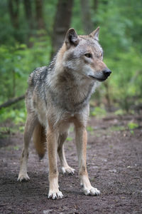 Close-up of wolf