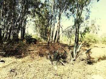 Trees in forest