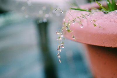 Close-up of plant