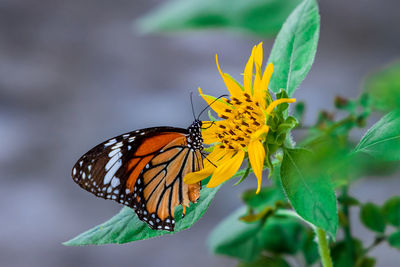 Close-up of butterfly pollinating on yellow flower
