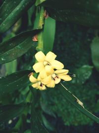 Close-up of yellow flowering plant