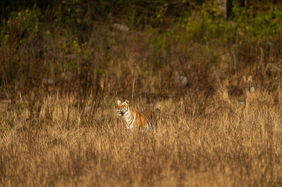 Side view of a cat on grass