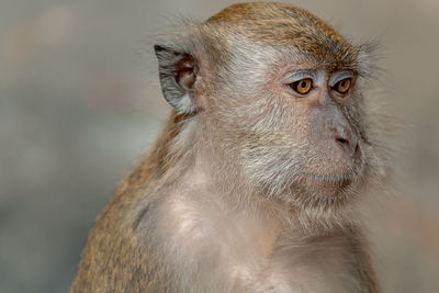 Close-up of monkey looking away